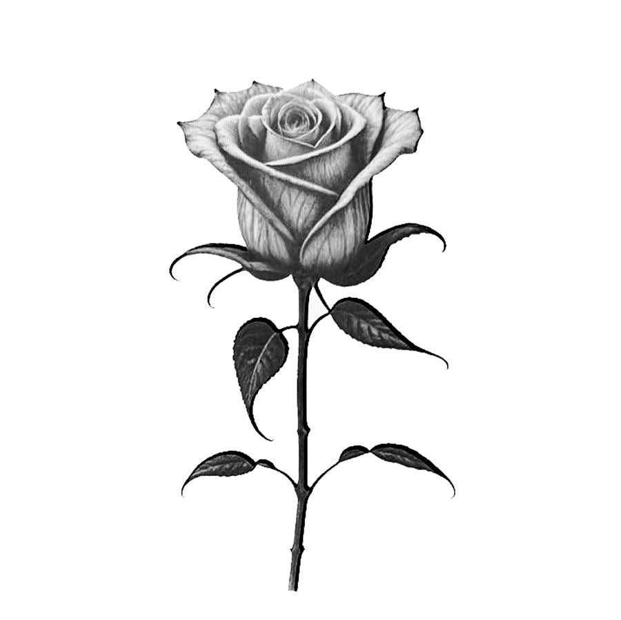 THE ROSE (PACK DE 2)